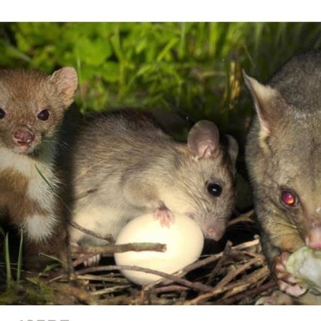 A stoat, rat and possum, the main predators we manage in the Waikato