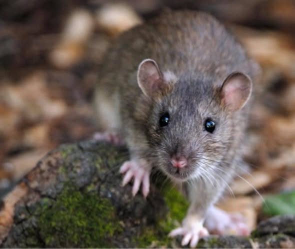 A Norway rat, a common rodent pest in Waikato homes and sheds
